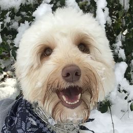 Buttercup - Australian Labradoodle