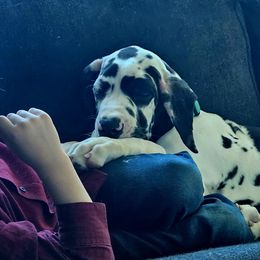 Australian Shepherd and Great Dane Puppies from Red Cloud Australian Shepherds and DeGray Great Danes