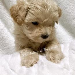 Companion Cross, Maltese, and Maltipoo Puppies from Best Maltese & Toy Poodles of Texas