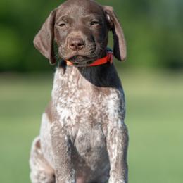 Liver Roan boy 1 - Black roan male German Shorthaired Pointer puppy in Greensburg, Kentucky from Nosam Kennels- Hungarian Vizslas, and German Shorthairs Located in Kentucky