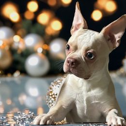 Zeus - Boston Terrier