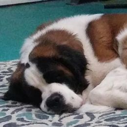 Saint Bernards from Sadee’s Saints