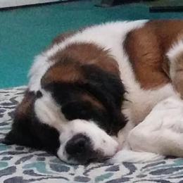 Saint Bernards from Sadee’s Saints