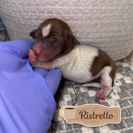 Ristretto - Piebald male Dachshund puppy in Deming, New Mexico from FoxieDoxies of New Mexico