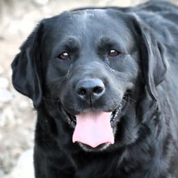 Josie - Labrador Retriever