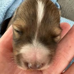 Snickers - Sable and white male Shetland Sheepdog puppy in Kerville, Texas from Cedar Hill Kennels