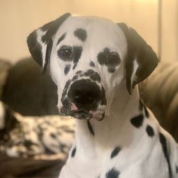 Bello - Dalmatian