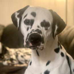 Bello - Dalmatian