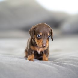 Tootsie - Chocolate and tan female Dachshund puppy in Fort Myers, Florida from Blossom Paws