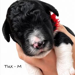 Tux - Parti male Poodle puppy in Greenwich, New York from MizzElle’s Standard Poodles