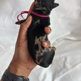 Sierra - Dapple female Dachshund puppy in Orem, Utah from Miekca’s Dachshunds