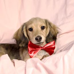 Tahiti 5000dollars - Cream male Dachshund puppy in Crystal, Michigan from Mare-bella Dachshunds