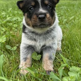 Galileo - Blue male Australian Cattle Dog puppy in Olive Hill, Kentucky from Tompkins Farm