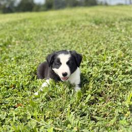 Nova - Black and white female Border Collie puppy in Owenton, Kentucky from Three16 Ranch