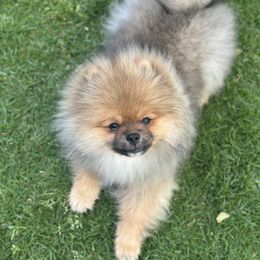 Pomeranian Puppies from Glitzypoms