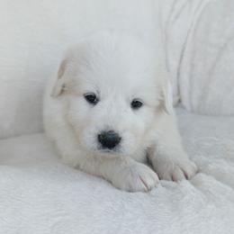 Green - White female Great Pyrenees puppy in Yakima, Washington from Naches Heights Ranch
