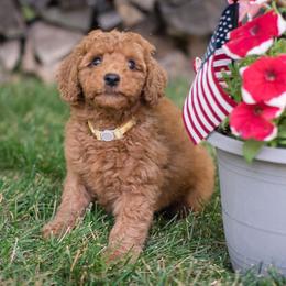 Australian Labradoodle Puppies from Forever Friends Labradoodles