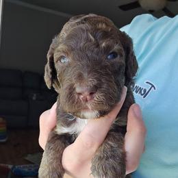 Cinnamon - Brown and white female Bernedoodle puppy in Mckenzie, Tennessee from Small Town Doodles & Poodles