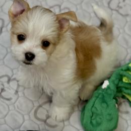 Boy 2 - male Maltese puppy in Center Moriches, New York from Mackey Puppies