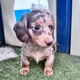 Girl 1 - Dapple female Dachshund puppy in Las Cruces, New Mexico from Bootheel Doxies