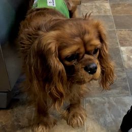 Cavalier King Charles Spaniels, Cocker Spaniels, and Yorkshire Terriers from Diane's Pups