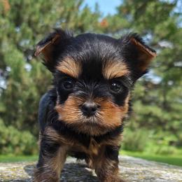 Richy Rich - Blue and gold male Yorkshire Terrier puppy in Monticello, Iowa from Ashley’s Puppies