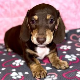 Boy 1 - Chocolate and cream male Dachshund puppy in Fredonia, Arizona from Desert Horizon Dachshunds