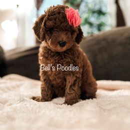 Goldendoodle and Poodle Puppies from Bell’s Poodles and Doodle’s