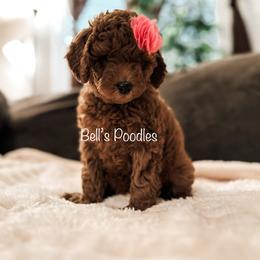 Goldendoodle and Poodle Puppies from Bell’s Poodles and Doodle’s