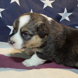 Female 1 - Black and tan female Pembroke Welsh Corgi puppy in Portland, North Dakota from Sliding stop corgis