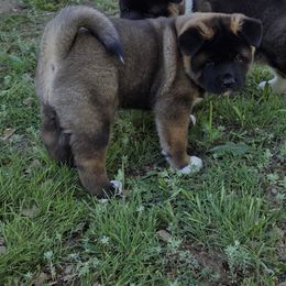 Akita Puppies from Folklore Akitas