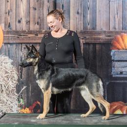 German Shepherds from Mercedes Gumbel
