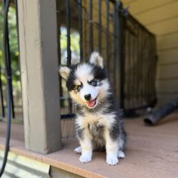 Finn - Black and white male Pomsky puppy in Grass Valley, California from Karalot Pomskies