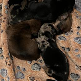 Dachshund Puppies from Witchy Woman’s Wiener’s