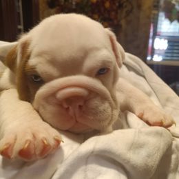 Bulldog Puppies from Baggy Bulldogs of Amarillo