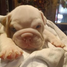 Bulldog Puppies from Baggy Bulldogs of Amarillo