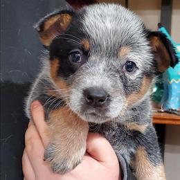 Half mask female - Blue speckled female Australian Cattle Dog puppy in Lenoir, North Carolina from Blue Coyote Ranch