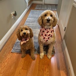 Goldendoodle and Shih Tzu Puppies from Shihtzuandoodlenc.LLC
