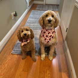 Goldendoodle and Shih Tzu Puppies from Shihtzuandoodlenc.LLC