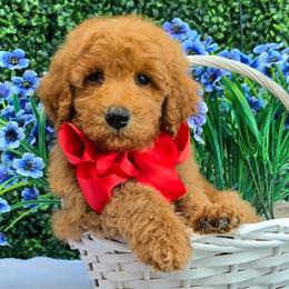 Gracie's Red Boy - Red  male Goldendoodle puppy in Kountze, Texas from Texas Doodles LLC