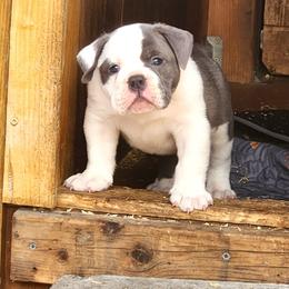 Ravioli - Blue tri-color male Bulldog puppy in Washington from Sun City Campeiro Bulldogs