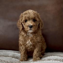 Olive - Red  female Goldendoodle puppy in St George, Utah from Doodle Bears of Southern Utah