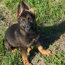 Pink Collar - Sable female German Shepherd puppy in Canterbury, Connecticut from Nachtwaechter German Shepherds, LLC