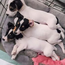 Companion Cross, Russell Terrier, and Yorkshire Terrier Puppies from Working W Kennels