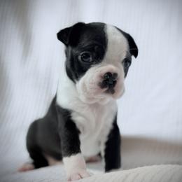 Girl 2 - female Boston Terrier puppy in Edgewater, Florida from Bluewater Bostons