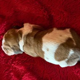 Reba - Mahogany and white female Basset Hound puppy in Hillsboro, West Virginia from Bear Foot Bassets Of West Virginia
