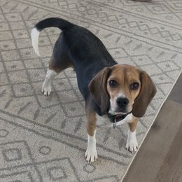 Missy - Black tan and white female Beagle puppy in Shelley, Idaho from Idaho Beagles
