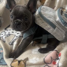 Blue - Blue male French Bulldog puppy in Galt, California from The three little frenchies