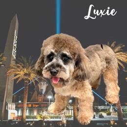 Luxie - Poodle