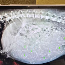 Pembroke Welsh Corgi puppies from L2H Corgi's